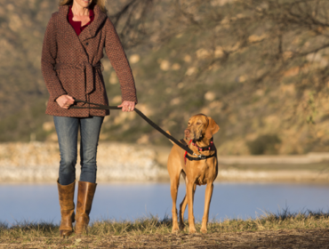 Best Dog Walking Services in NYC
