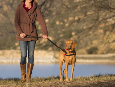 dog walker