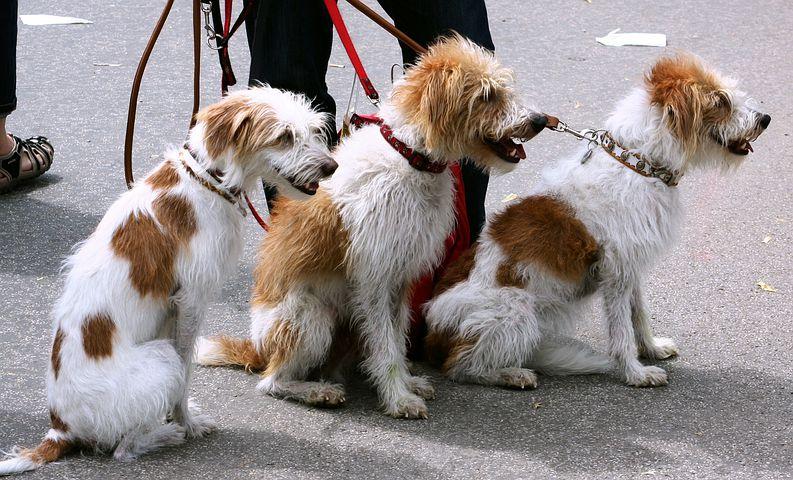 Dog Walker NYC