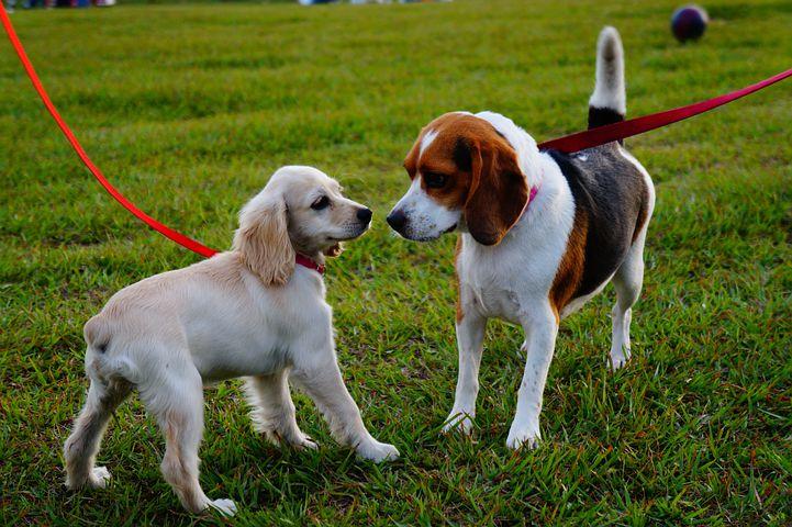 dog playing