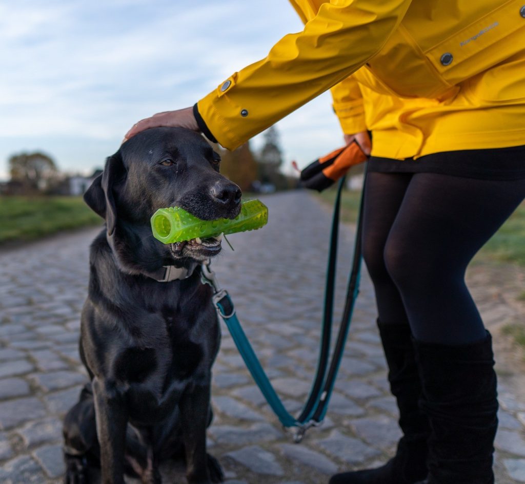 Training your dog or puppy