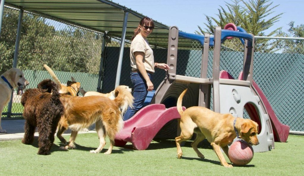 Embracing Joy: The Dynamics and Benefits of Dog Playgroups