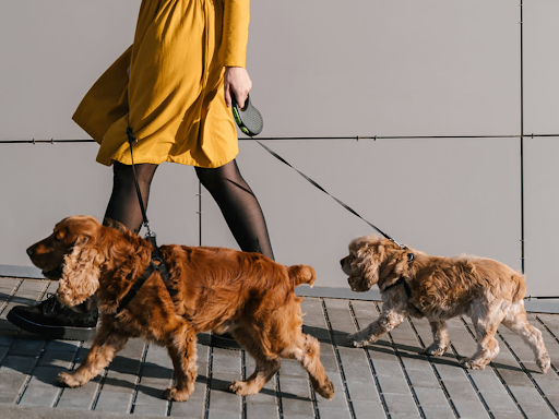 Tail-Wagging Adventures: How Professional Dog Walkers Elevate Your NYC Pup’s Day