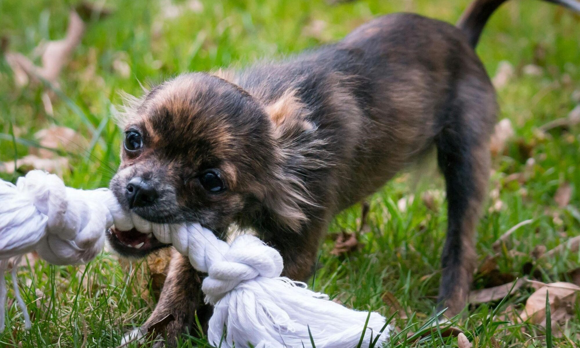 Happy Pants | Why NYC Dogs Deserve More Than Just a Walk: The Rise of Personalized Dog Walking Services
