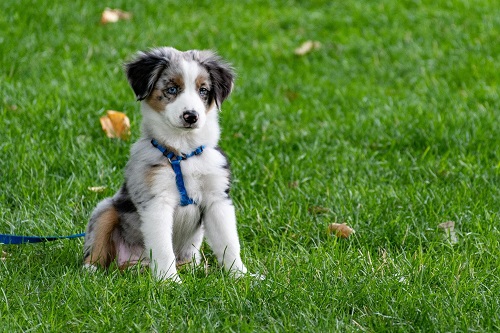 Welcome to the Dog-Lover’s Paradise: New York City!