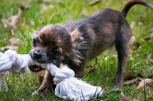 Keep Your Dogs Happy at Home with Outdoor Physical Activities