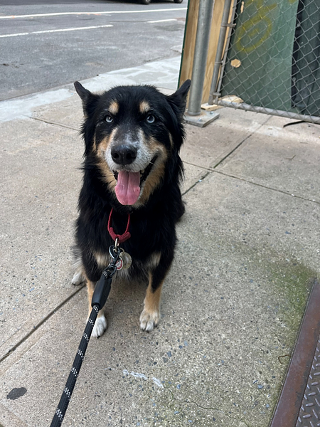 How Dog Walking Services in NYC Help Dogs Cope with City Life Stress