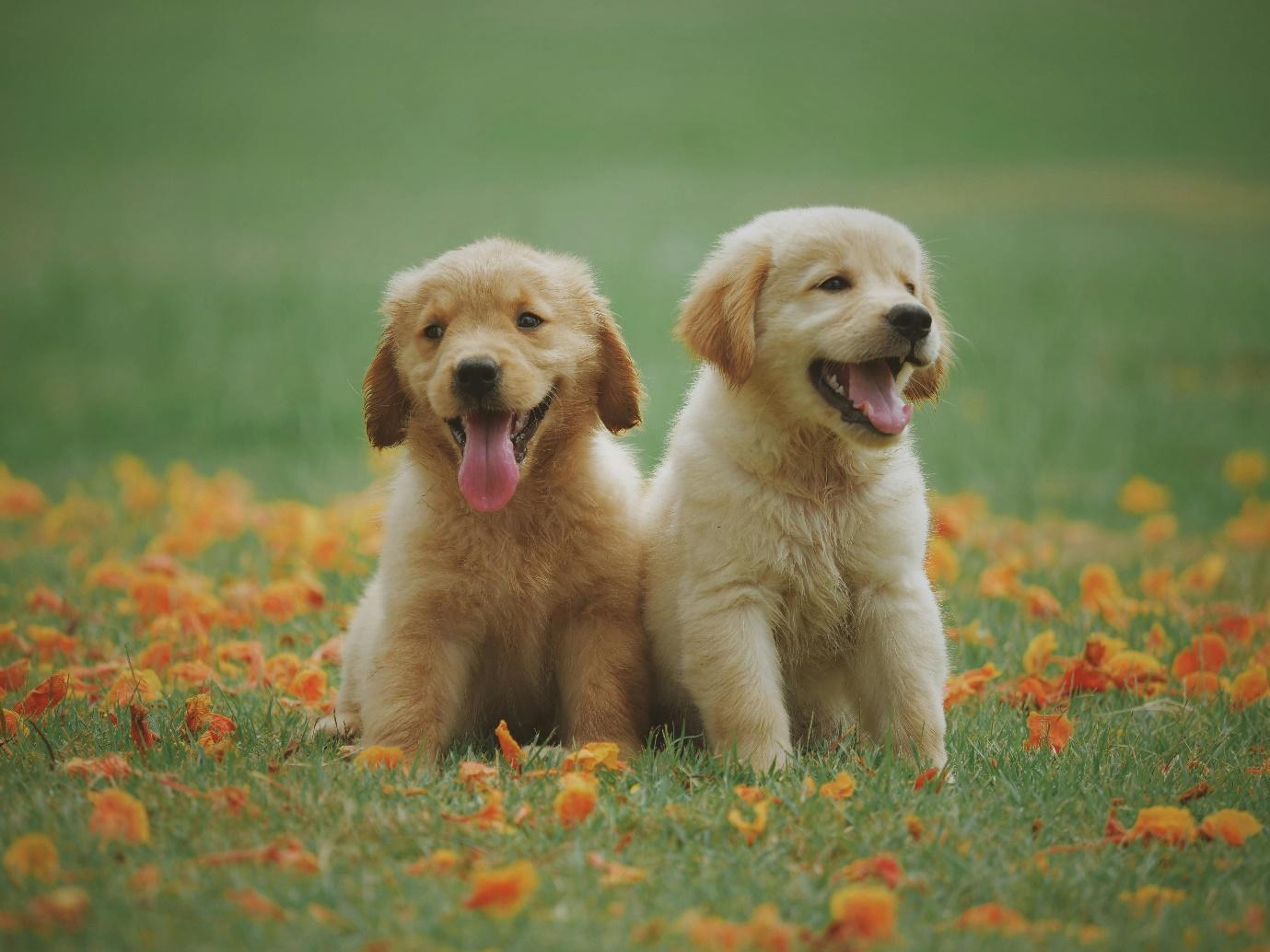 Happy Pants | Summer Dog Walks: 5 Essential Tips for a Happy, Healthy Pup