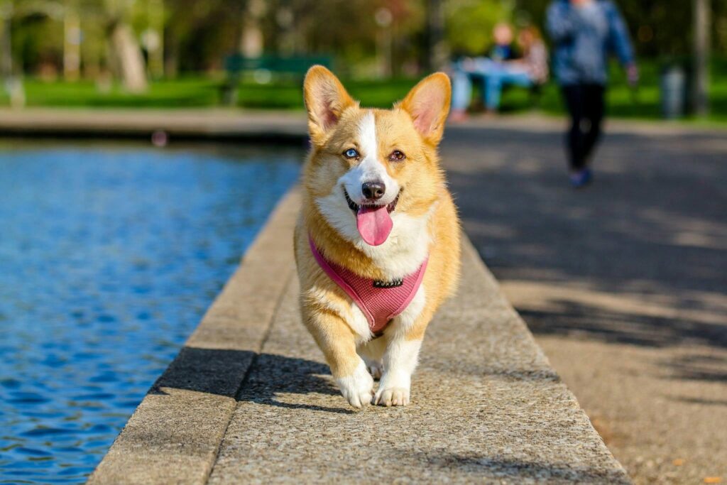 The Hidden Benefits of Dog Running: How Happy Pants Keeps Your Dog Fit and Energized