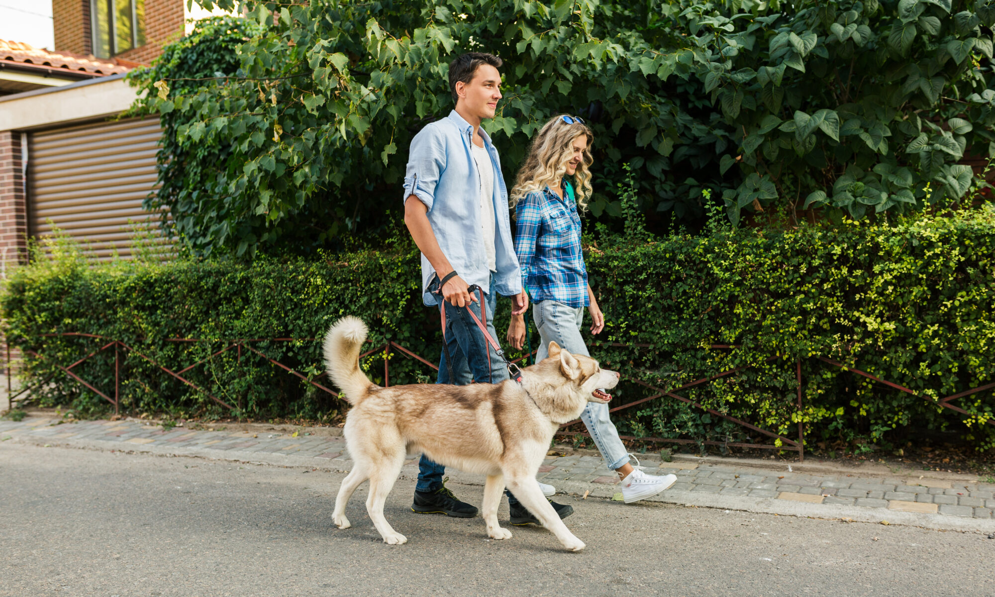 young stylish couple walking with dog in street, man and woman happy together, husky breed, summer season, denim casual style