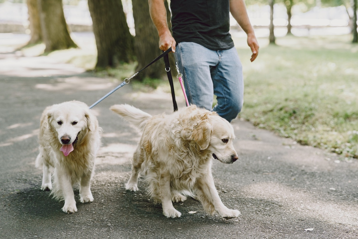 Walking Tips for Senior Dogs