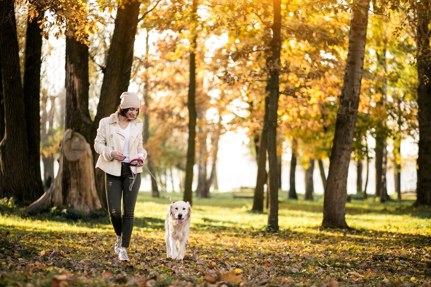 Dog Running Services in NYC