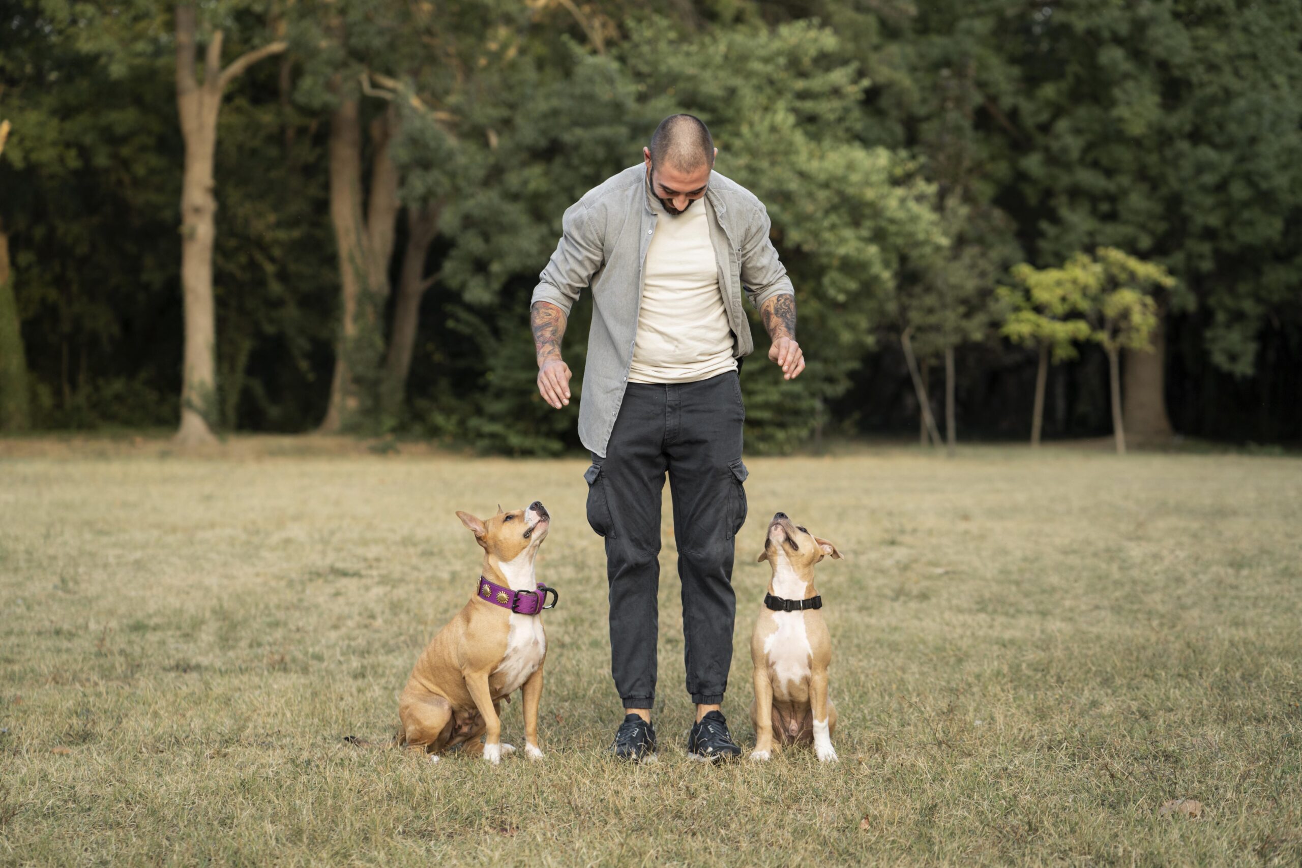 Dog Walking Tips