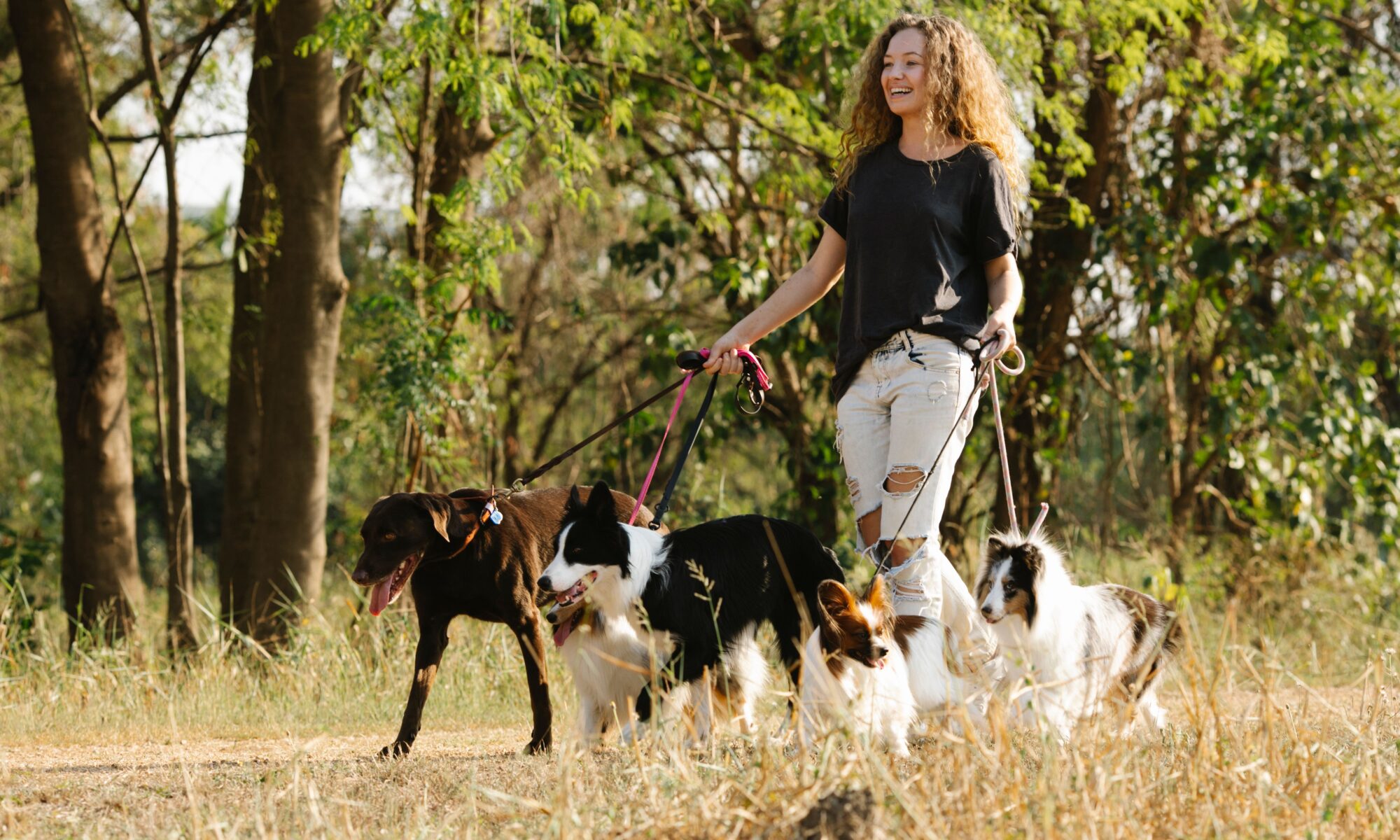 Group Dog Walks