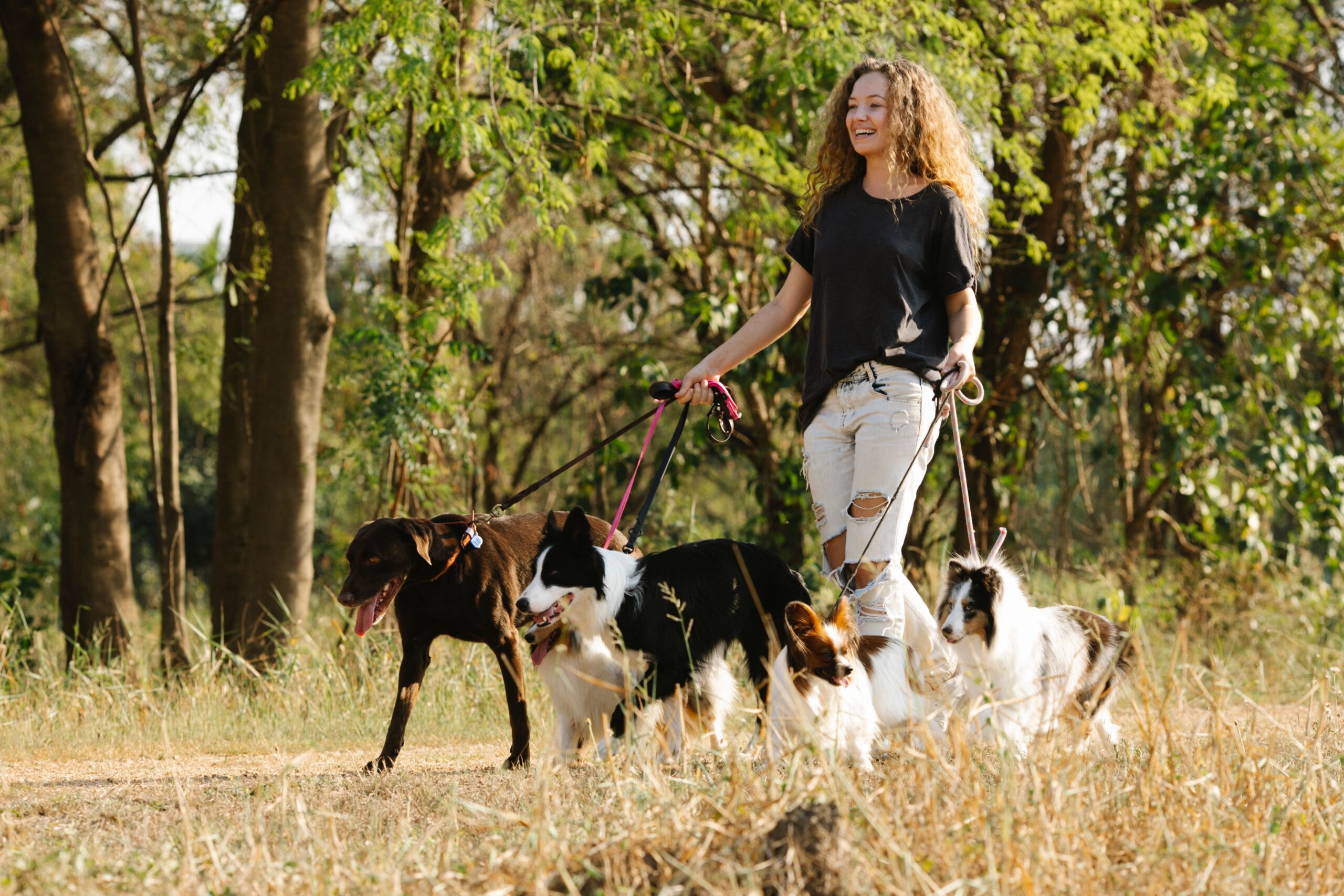 Group Dog Walks