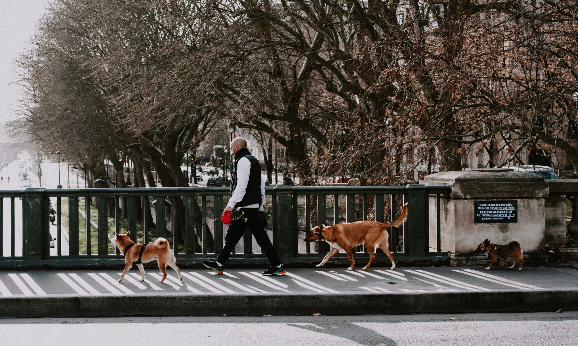 Upper West Side Dog Walker