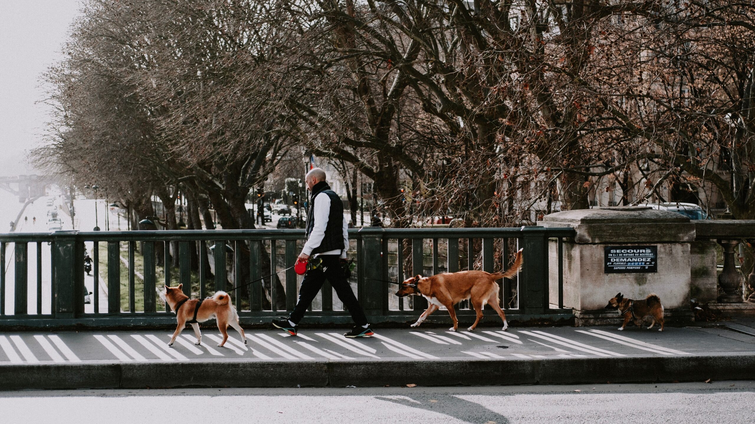 Upper West Side Dog Walker